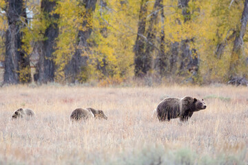 The famous grizzly bear 399 roaming in a field in Grand Teton National Park in Wyoming. 