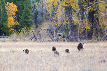 The famous grizzly bear 399 roaming in a field in Grand Teton National Park in Wyoming. 