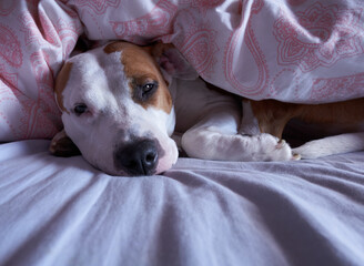 American stanford in bed