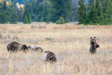 Fototapeta na wymiar The famous grizzly bear 399 roaming in a field in Grand Teton National Park in Wyoming. 