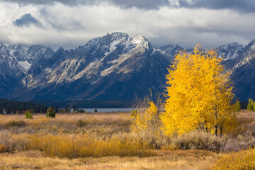 Landscape view of the fall colors in Grand Teton National Park (Wyoming).