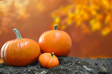 Autumn sunset with pumpkins orange.
