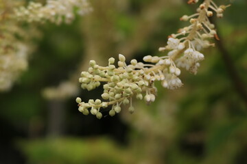 街路樹の実のマクロ写真

