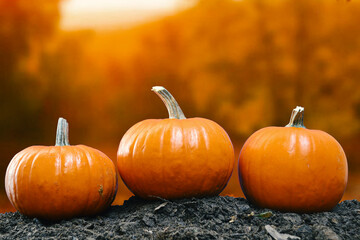 Three orange pumpkins in autumn