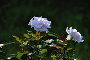 逆光の朝日に照らされた「たまより」という名前の四季咲きのバラ