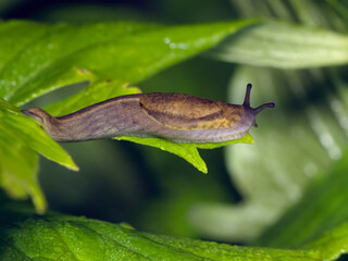 Slug on plant leaf close up