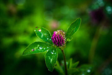 Blooming clover (Trifolium pratense) with water drops in the garden. Selective focus.