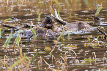 Wild river otters swimming around and catching fish in a pond in Grand Teton National Park (Wyoming).