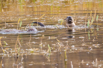 Wild river otters swimming around and catching fish in a pond in Grand Teton National Park (Wyoming).