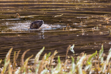 Wild river otters swimming around and catching fish in a pond in Grand Teton National Park (Wyoming).