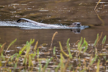 Wild river otters swimming around and catching fish in a pond in Grand Teton National Park (Wyoming).