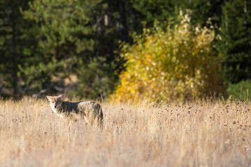 Obraz na płótnie Canvas A wild coyote in Grand Teton National Park (Wyoming).