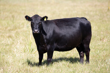 angus en el campo
