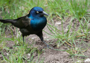 Obraz premium On a mission