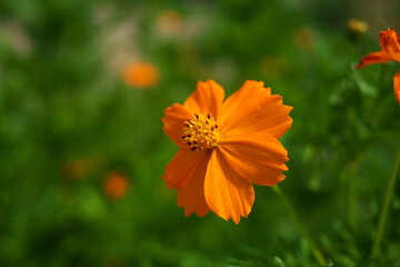 キバナコスモスのアップ
