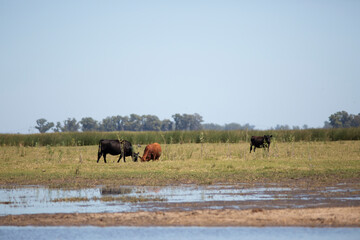 angus en el campo