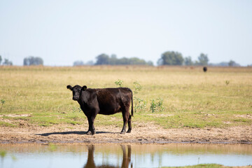 angus en el campo