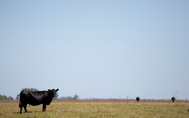 angus en el campo