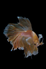 Obraz premium The moving moment beautiful of betta fish on black background