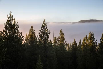 Foto auf Leinwand Landscape view of early morning fog/steam in Yellowstone National Park (Wyoming). © Patrick