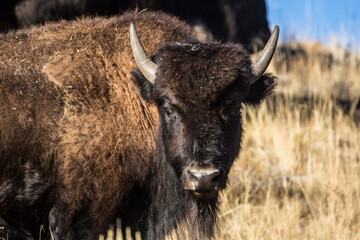 A wild bison staring at the camera in Yellowstone National Park's Lamar Valley (Wyoming).