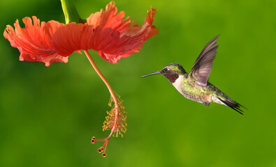 Ruby-throated hummingbird in flight with tropical flower © mbolina