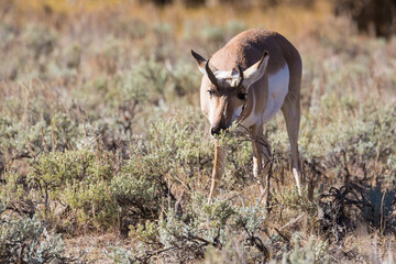 Wild pronghorn grazing in Yellowstone National Park in Wyoming.