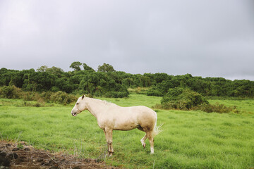 Horse in the pasture, South Point , Hawaii