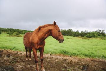 Fototapeta premium Horse in the pasture, South Point , Hawaii