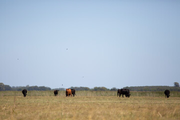 angus en el campo