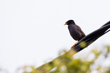 closeup shot of a common myna