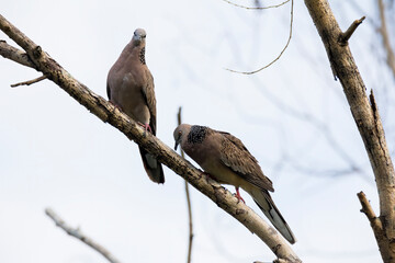 closeup shot of a beautiful zebra dove