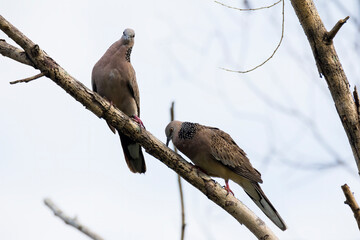 closeup shot of a beautiful zebra dove