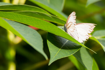 closeup shot of a beautiful white butterfly
