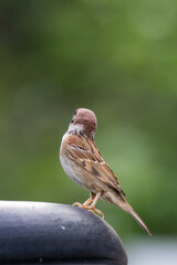 closeup shot of a common house sparow