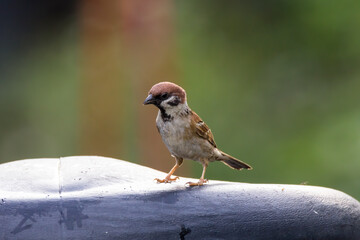 closeup shot of a common house sparow