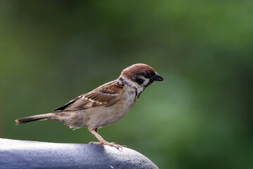 closeup shot of a common house sparow