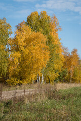 Sunny, warm autumn day. Countryside, dirt road. Trees with yellow and green leaves against the blue sky.