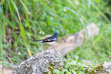 closeup shot of a oriental magpie robin
