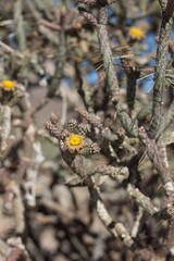 Yellow florescences bloom from Slender Cholla, Cylindropuntia Ramosissima, Cactaceae, native hermaphroditic perennial shrub in Joshua Tree National Park, Southern Mojave Desert, Summer.
