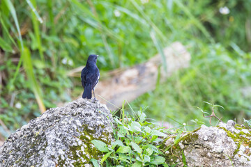 closeup shot of a oriental magpie robin