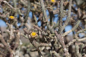 Yellow florescences bloom from Slender Cholla, Cylindropuntia Ramosissima, Cactaceae, native hermaphroditic perennial shrub in Joshua Tree National Park, Southern Mojave Desert, Summer.