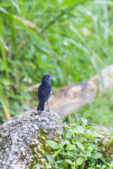 closeup shot of a oriental magpie robin
