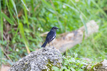 closeup shot of a oriental magpie robin
