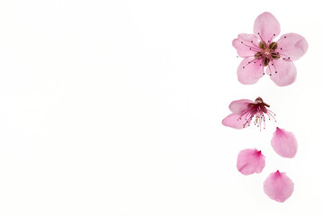 Fototapeta na wymiar closeup of pink peach flowers in bloom isolated on white background with copy space on left