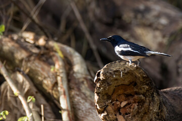 Fototapeta premium closeup shot of a oriental magpie robin