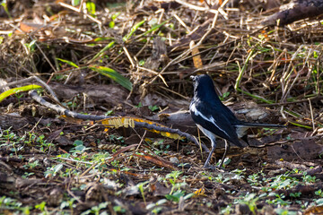closeup shot of a oriental magpie robin