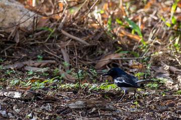 closeup shot of a oriental magpie robin