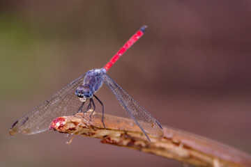closeup view of a dragonfly