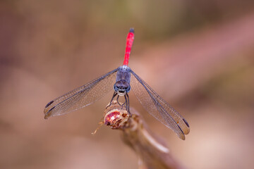 closeup view of a dragonfly